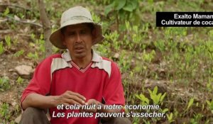 Bolivie: la fumigation des champs de coca menace les abeilles