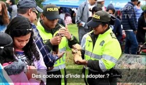 Les cochons d'Inde stars d'un festival en Colombie