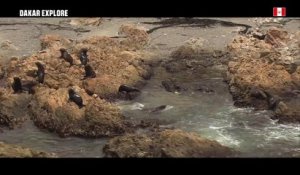 Mag du jour - La faune préruvienne - Étape 3 (San Juan de Marcona / Arequipa) - Dakar 2019