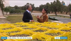 Huile d'olive : l'or vert de la Tunisie