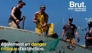 Des braconniers attaquent des activistes de Sea Shepherd