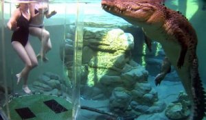Experience hors du commun : nager avec des crocodiles