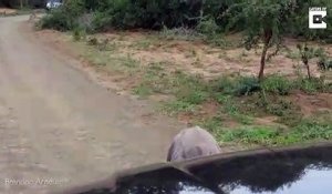 Un bébé rhinocéros veut chasser les voitures