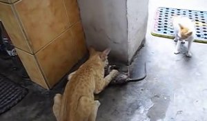 Ce chat a attrapé un énorme rat... aussi gros que lui