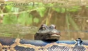 Un crocodile se repose sur un python