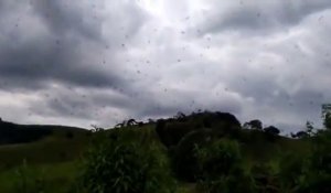 Une effrayante "pluie d'araignées" filmée au Brésil