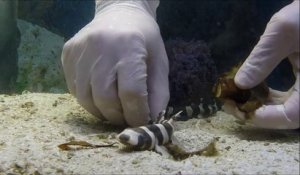 Il filme la naissance d'un bébé requin qui sort de son oeuf