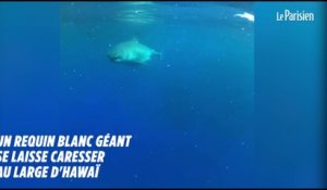 Des plongeurs nagent avec un requin blanc géant à Hawaï