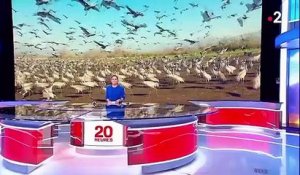 Réchauffement climatique : les oiseaux migrateurs perdent la boussole