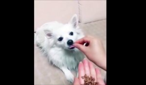 Elle donne des croquettes invisibles à son chien, il lui fait vite comprendre que ce n'est pas drôle !