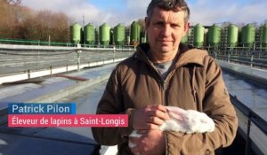 Sarthe : un éleveur aurait-il perdu 200.000 lapins en 4 ans à cause... des ondes ?