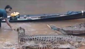 Ils capturent un énorme crocodile... Impressionnant