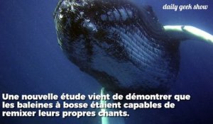 Les baleines à bosse écoutent et remixent les chants de leurs partenaires