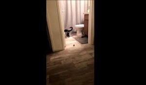 Ce chat qui se complique la vie fait mourir de rire les internautes