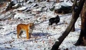 Quand un chèvre et un tigre deviennent meilleurs amis dans un Zoo russe
