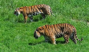 Au Népal, la population des tigres a doublé