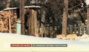 Léopards des neiges : les chasseurs devenus protecteurs