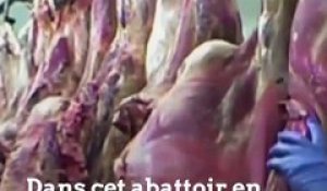 De la viande de boeuf polonaise avariée est arrivée jusqu'en France !