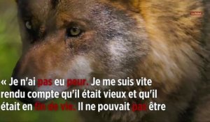 Pyrénées-Orientales : les loups ne se cachent pas toujours pour mourir