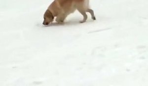 Cet adorable chien s'amusant à la neige va certainement booster votre humeur