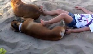 Ne jamais embeter son chien sur la plage... Belle vengeance