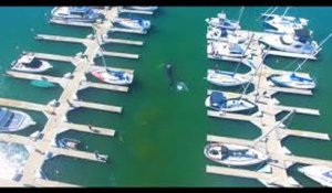 Un homme chute sur une toiture enneigée