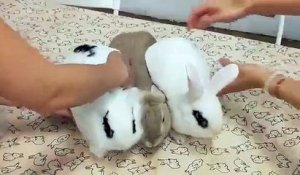 Des lapins aimantés