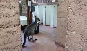 Quand tu croises un kangourou dans les toilettes