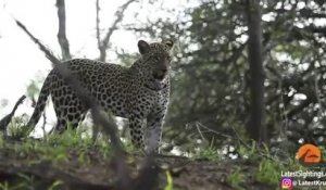 Cette maman ratel sauve son petit d'un léopard affamé