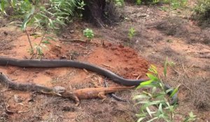 Ce cobra royal dévore un gros lézard