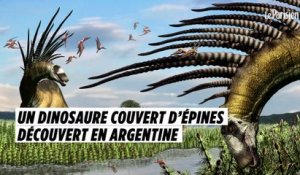 Un nouveau dinosaure couvert d’épines découvert en Argentine