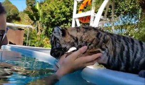 Premier bain dans la piscine pour ce bébé tigre adorable