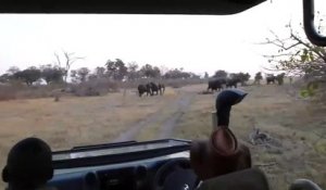 Un groupe de touristes attaqué par un éléphant au Botswana