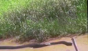 Ces brésiliens filment un énorme anaconda dans un champs
