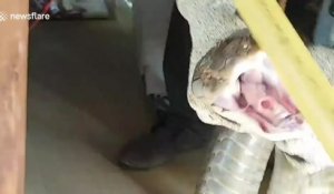 Un cobra royal dans une cuisine en Thailande