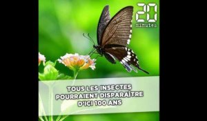 Tous les insectes pourraient disparaître d'ici 100 ans