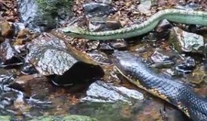 Un cobra royal chasse une vipère d'eau... Serpents impressionnants