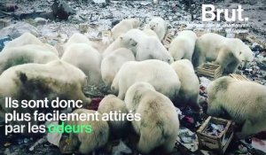 Des ours polaires envahissent les zones habitées d’un archipel russe
