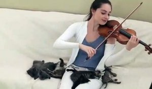Elle berce des bébés chats au violon !