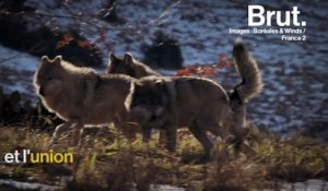 Comment les loups des Alpes survivent pendant l'hiver