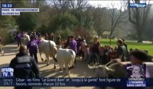 Ces images insolites de bovins et de moutons traversant les Buttes-Chaumont à Paris