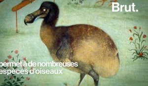 Pourquoi le dodo a disparu