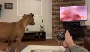 Une chienne regarde le Roi Lion à la télé