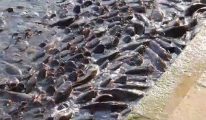 Des centaines de poissons chats attendent le repas avec impatience