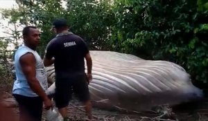 Brésil : une baleine à bosse retrouvée dans la jungle