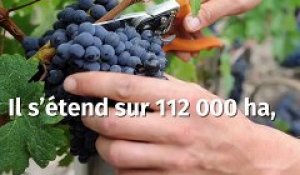Vins de Bordeaux : une filière historique et prospère