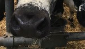 La vache vosgienne star du salon de l'agriculture 2019