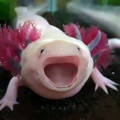 Cet Axolotl Va Vous Faire Fondre Trop Mignon Sur Orange Videos