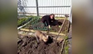 Un ourson travail au potager - Russie