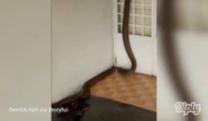 Un énorme cobra  tente de rentrer dans une maison en Malaisie...